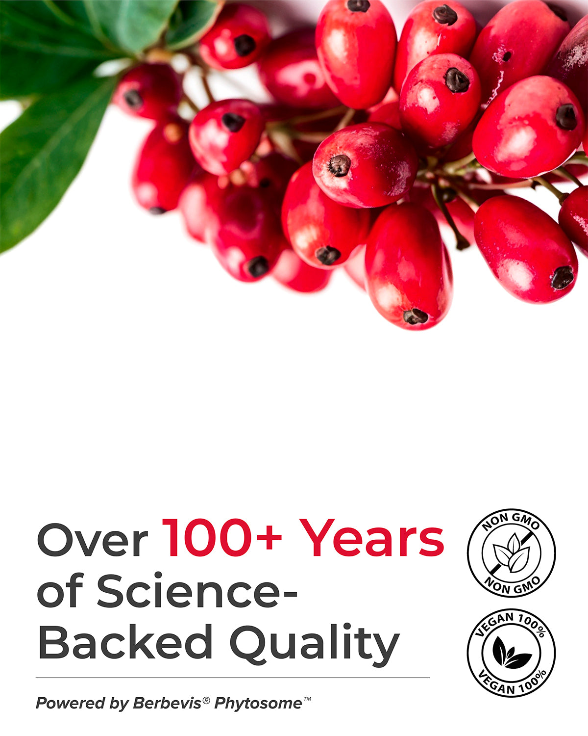 Berberine Supplement  - 1100 mg